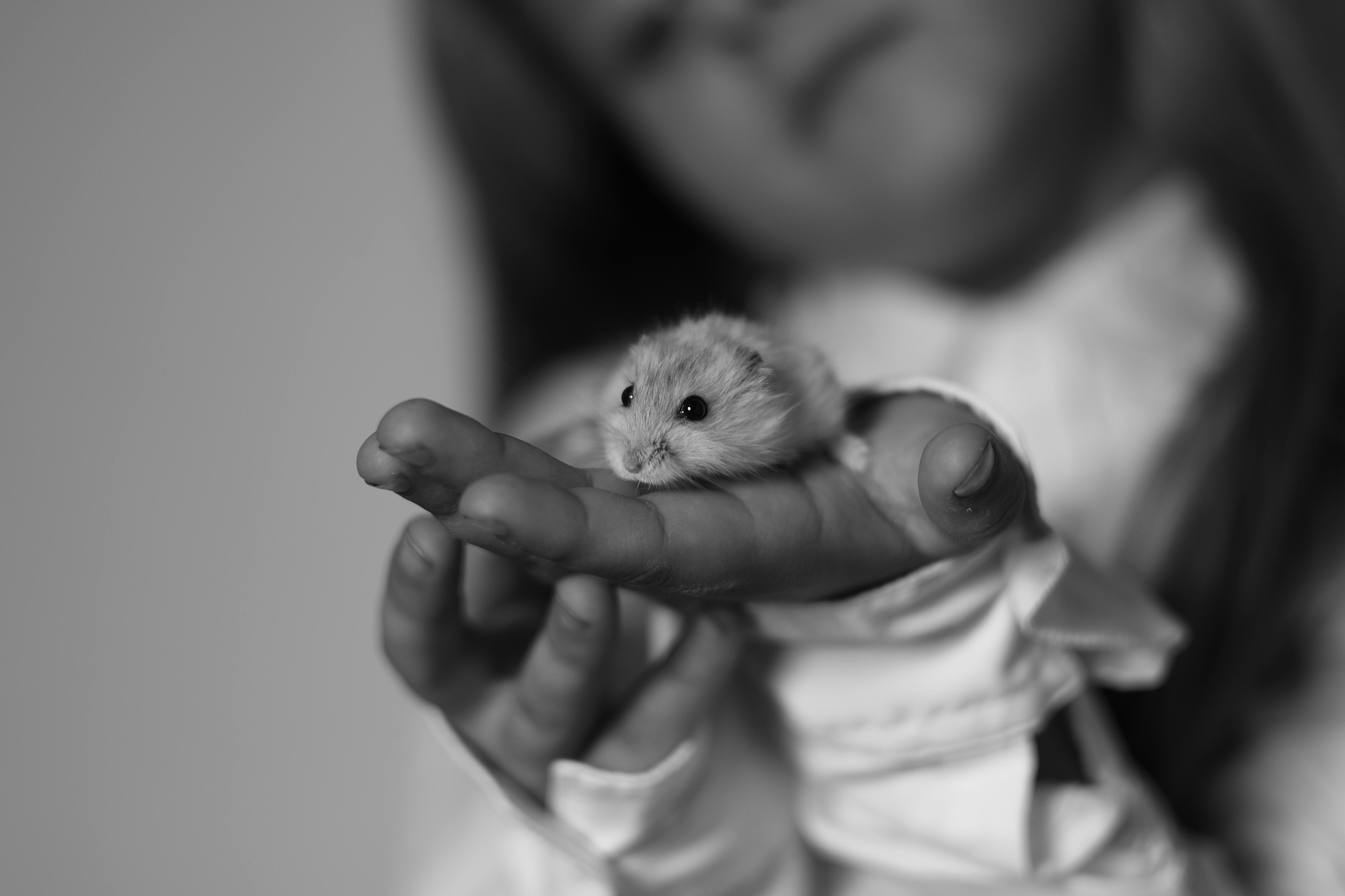 Smart Ways to Care for the Smallest Rabbit Breed: Enhance Your 2025 Experience