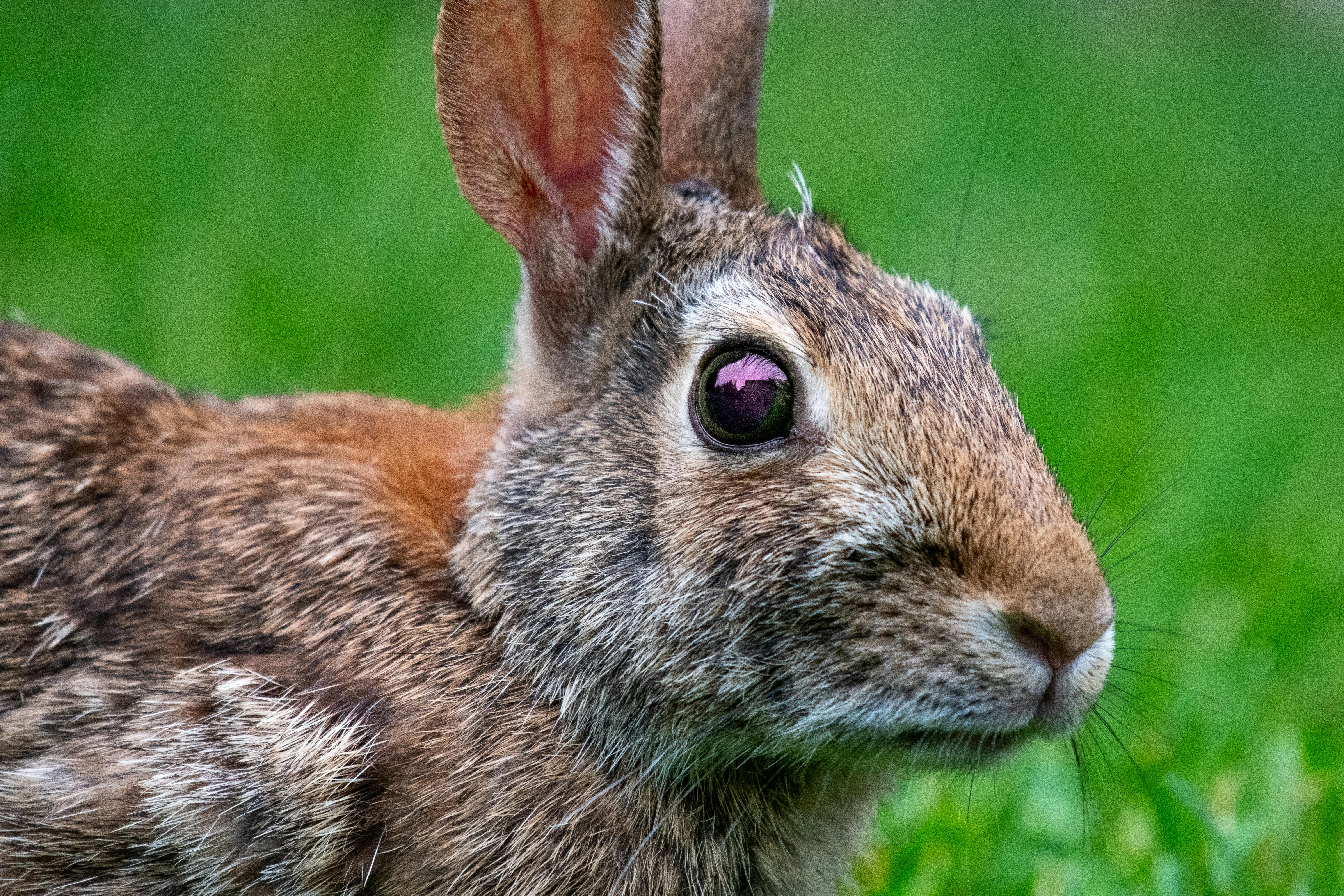 Healthy Rabbit Droppings