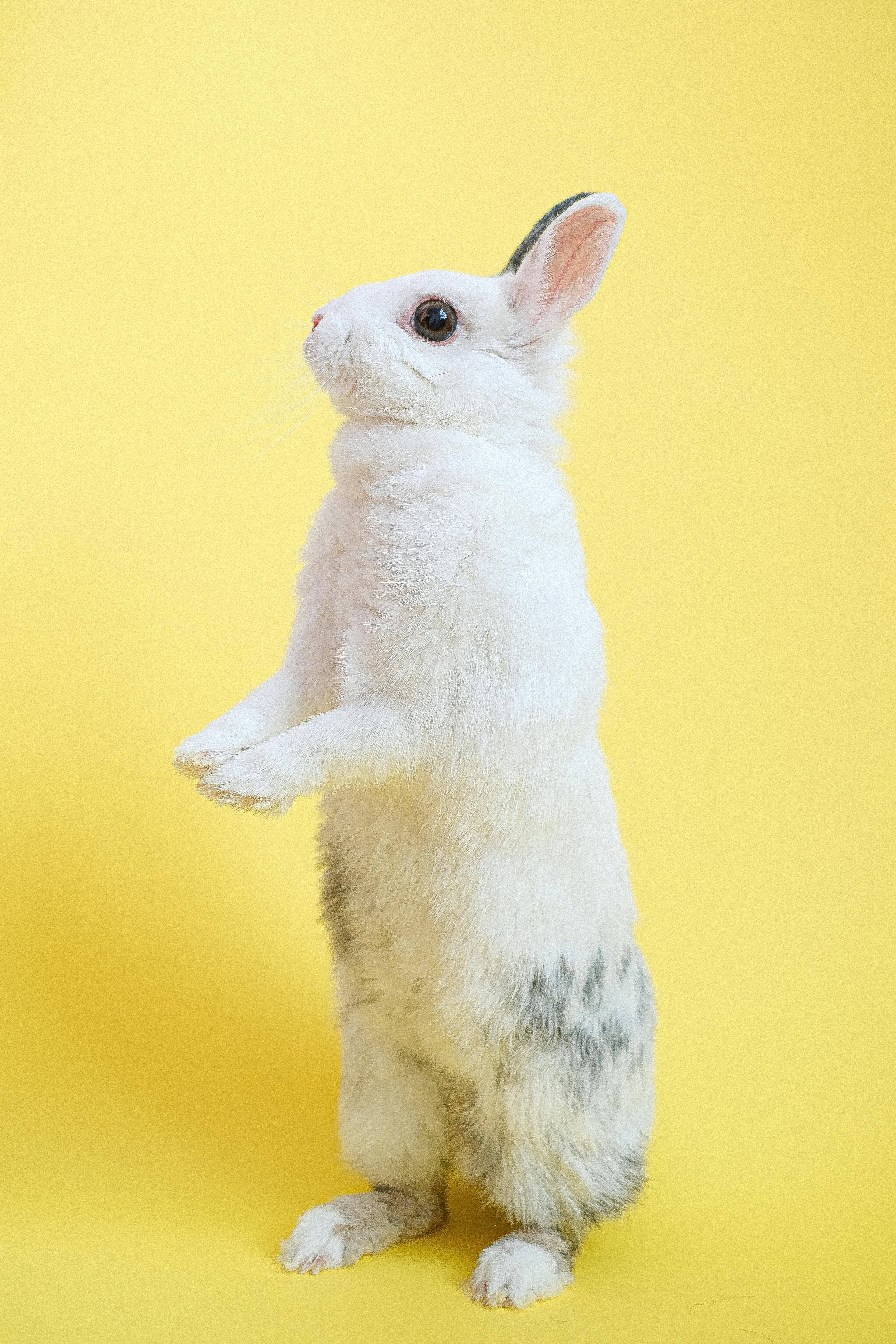 Smallest Rabbit Breed