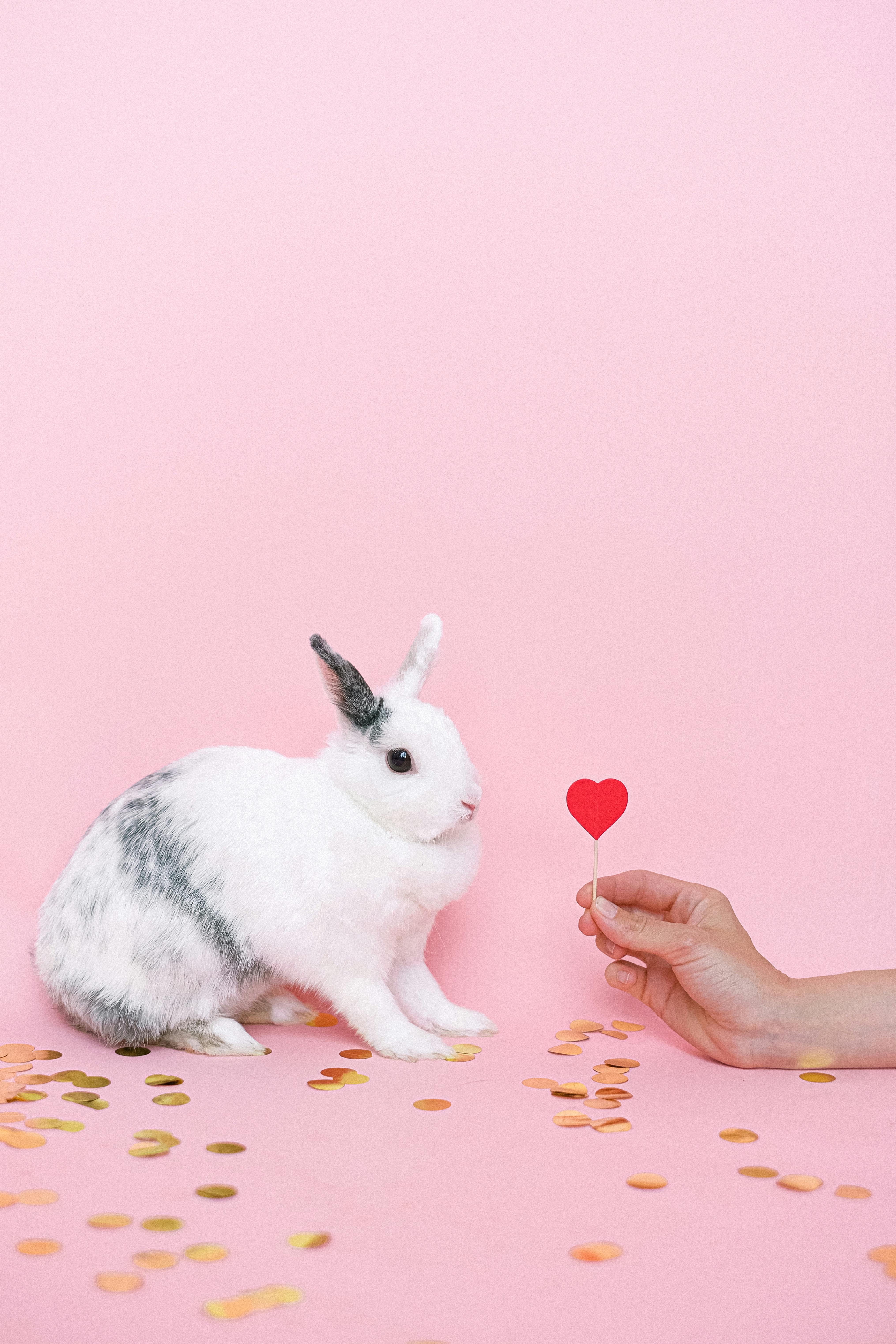Explore the Top 5 Red Rabbit St. Paul Choices for an Unforgettable Evening 2025