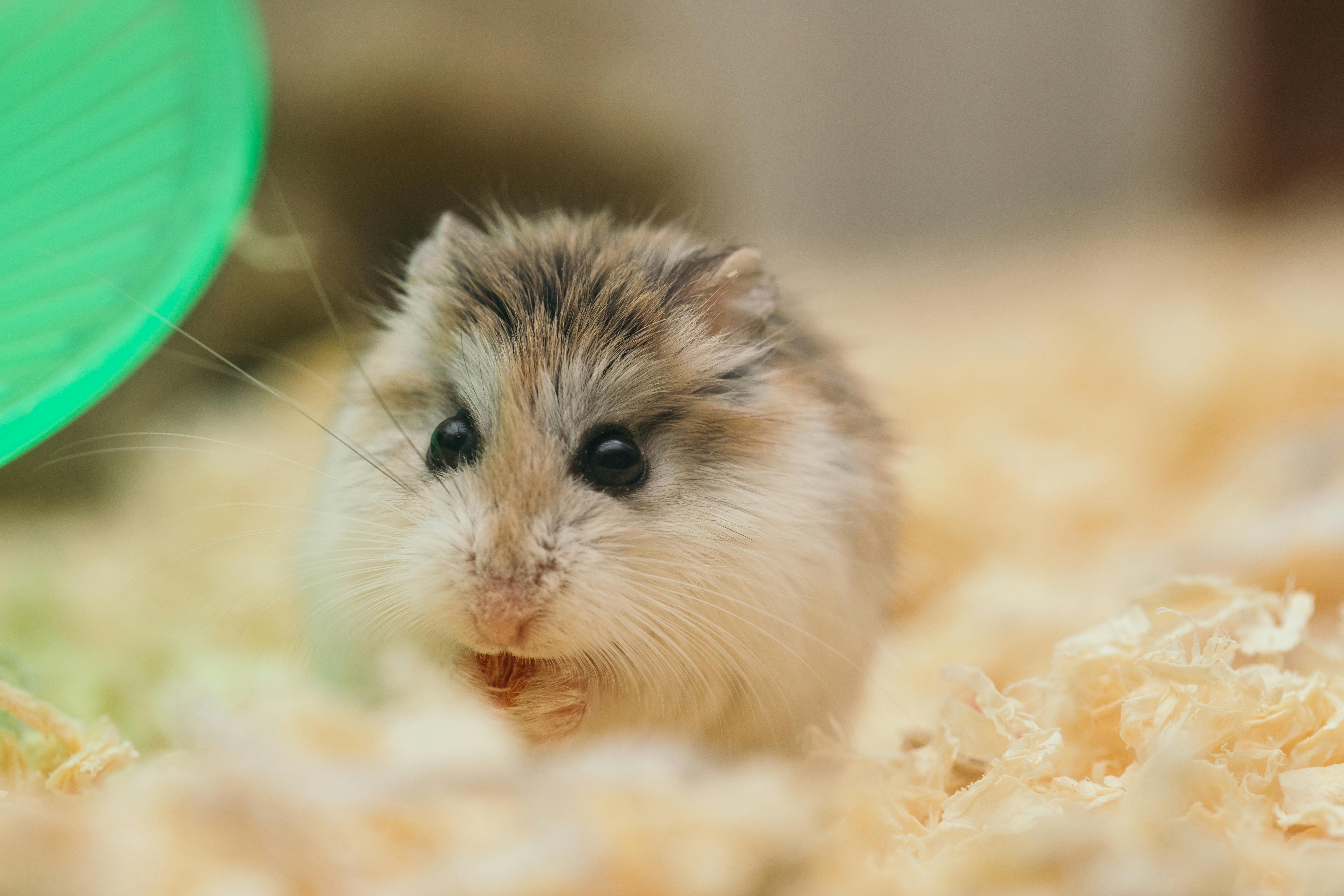 Best 5 Rabbit Watch Together Tips to Enhance Your Experience