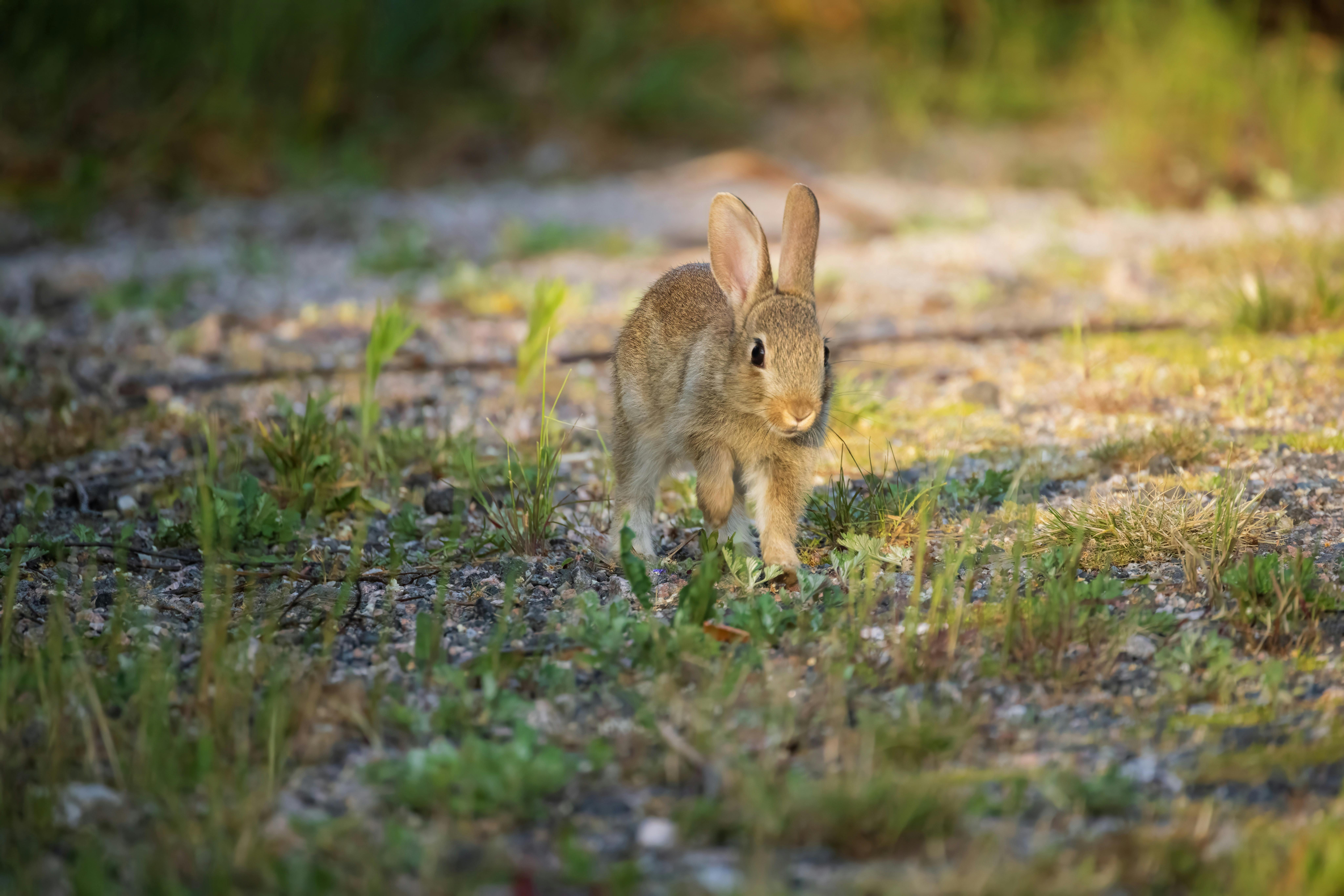 Smart Ways to Choose the Best Peter Rabbit Spoon for Memorable Moments in 2025