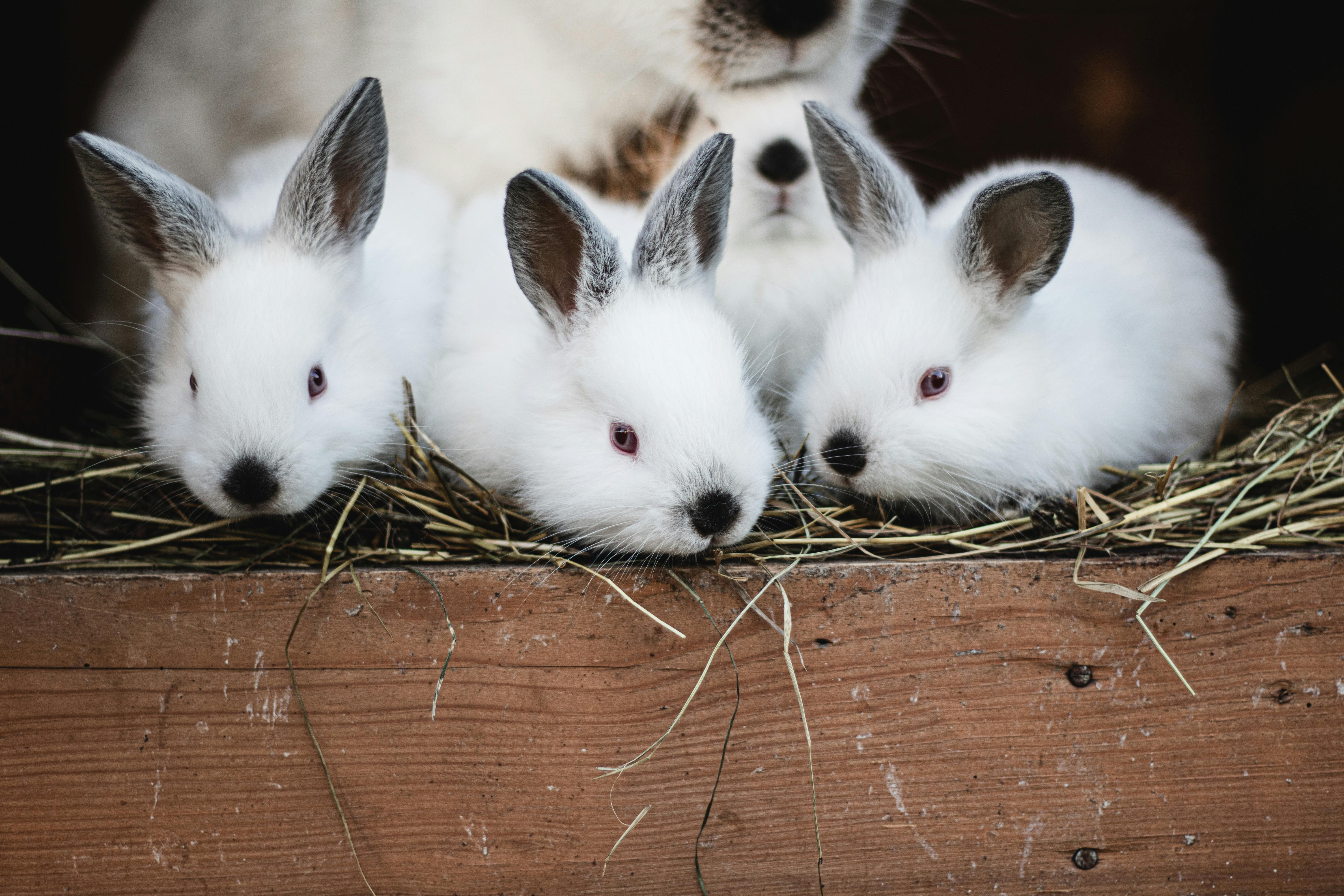 Top 7 Practical Solutions for Training Ralph the Rabbit in 2025