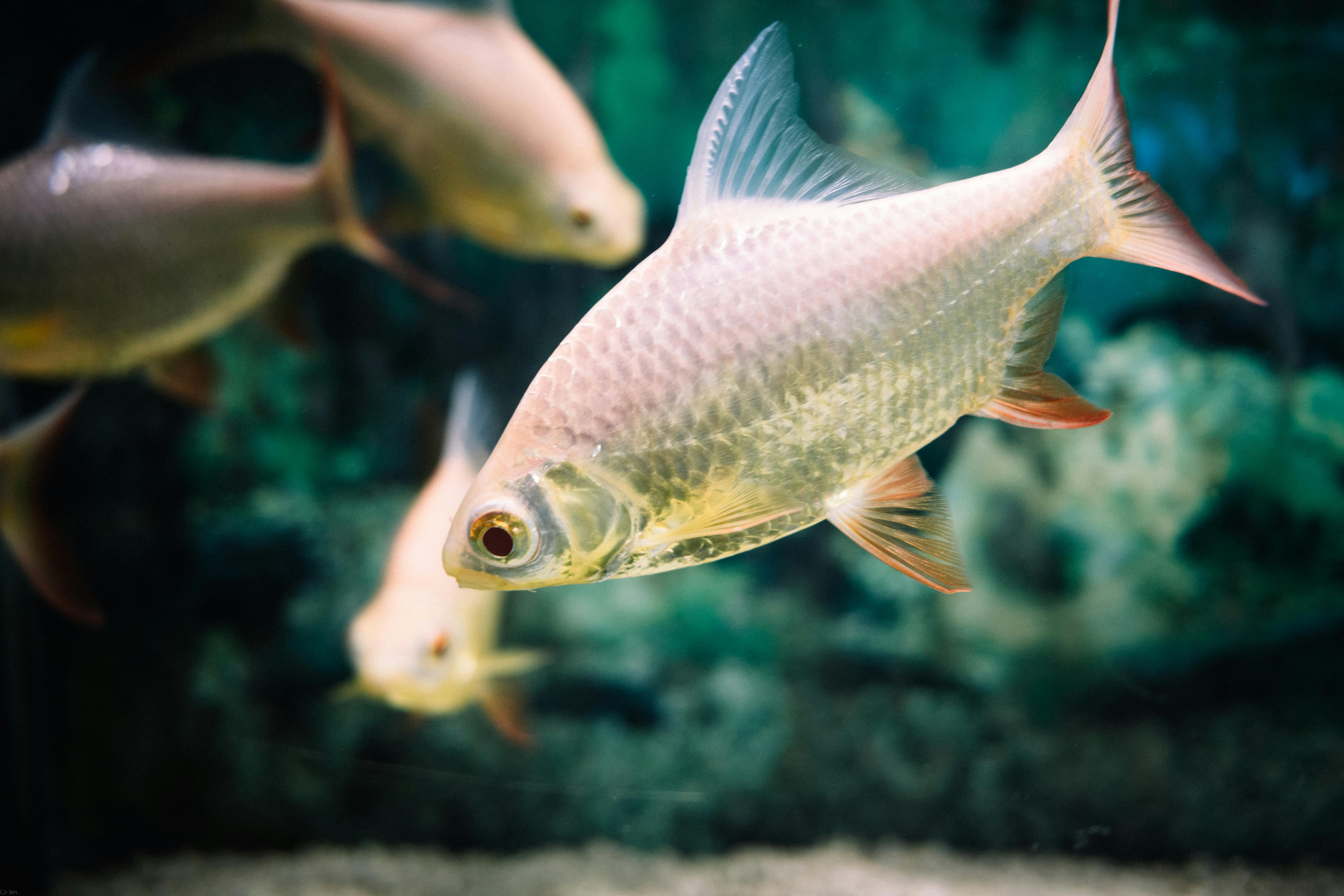 Best 5 White Rabbit Slot Tips to Succeed in 2025