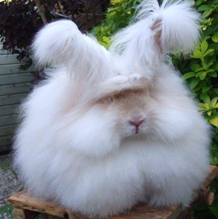 Angora Rabbit