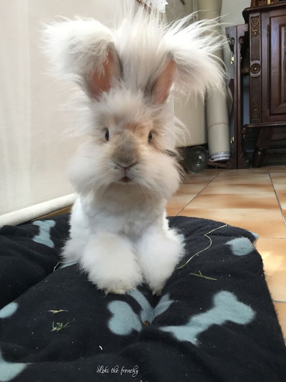 Another Angora Rabbit