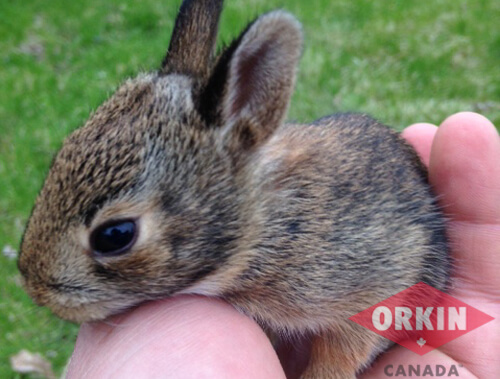 Healthy Rabbit Droppings