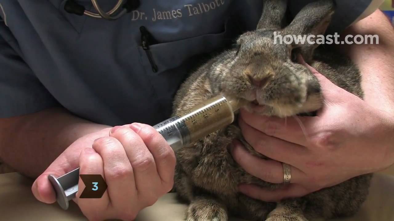 Rabbit Vet Consultation