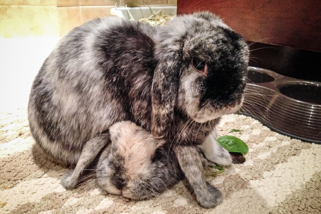 Consulting a Rabbit Vet