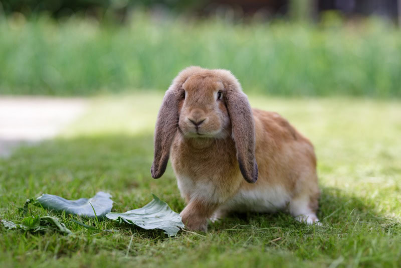 French Lop Rabbit in Play