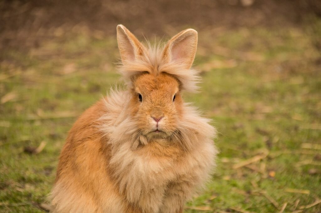 Caring for Lionhead Rabbits