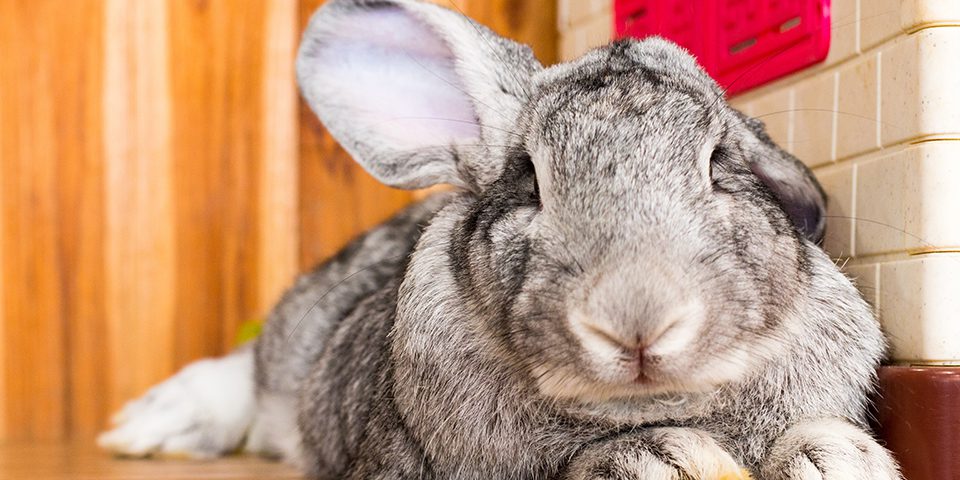 Giant Rabbit Breeds