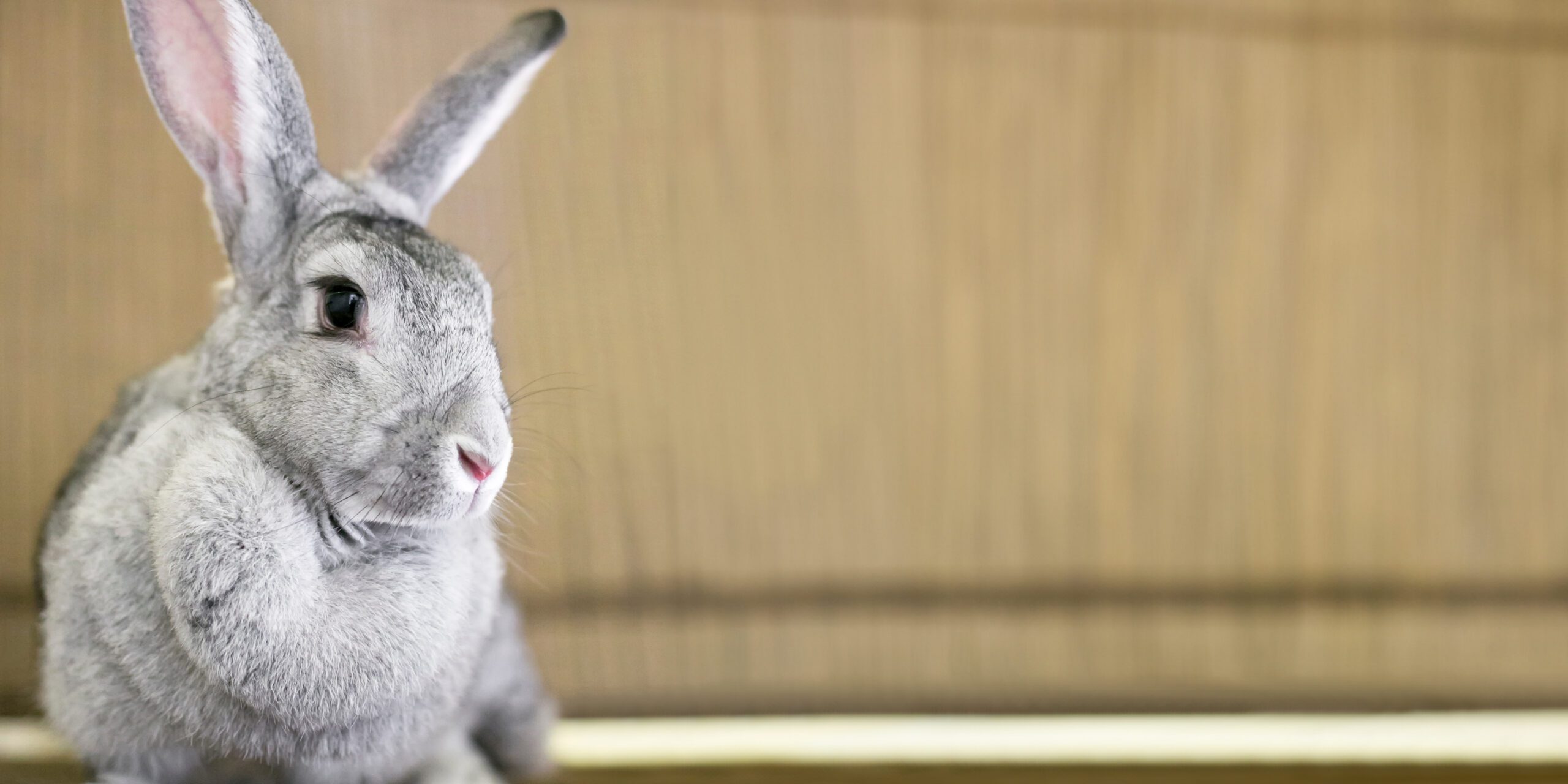 Giant Rabbit Breeds Playing