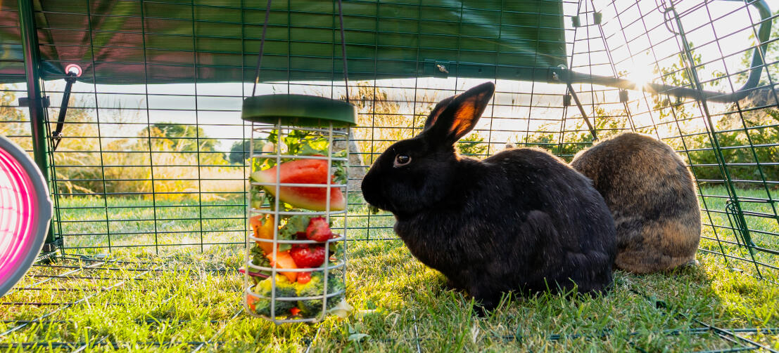 Happy indoor rabbit