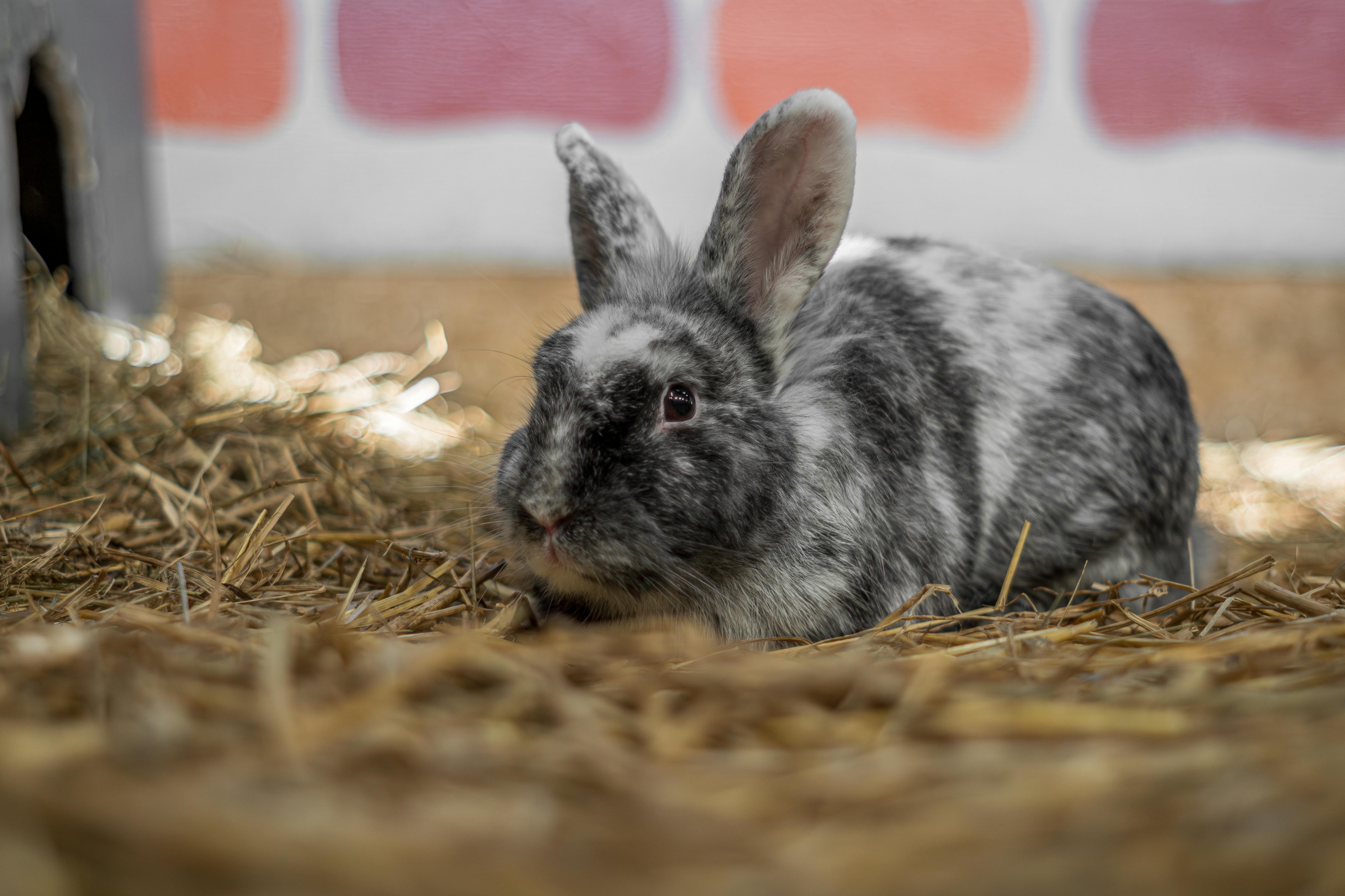 Stylish Rabbit Fur Coat