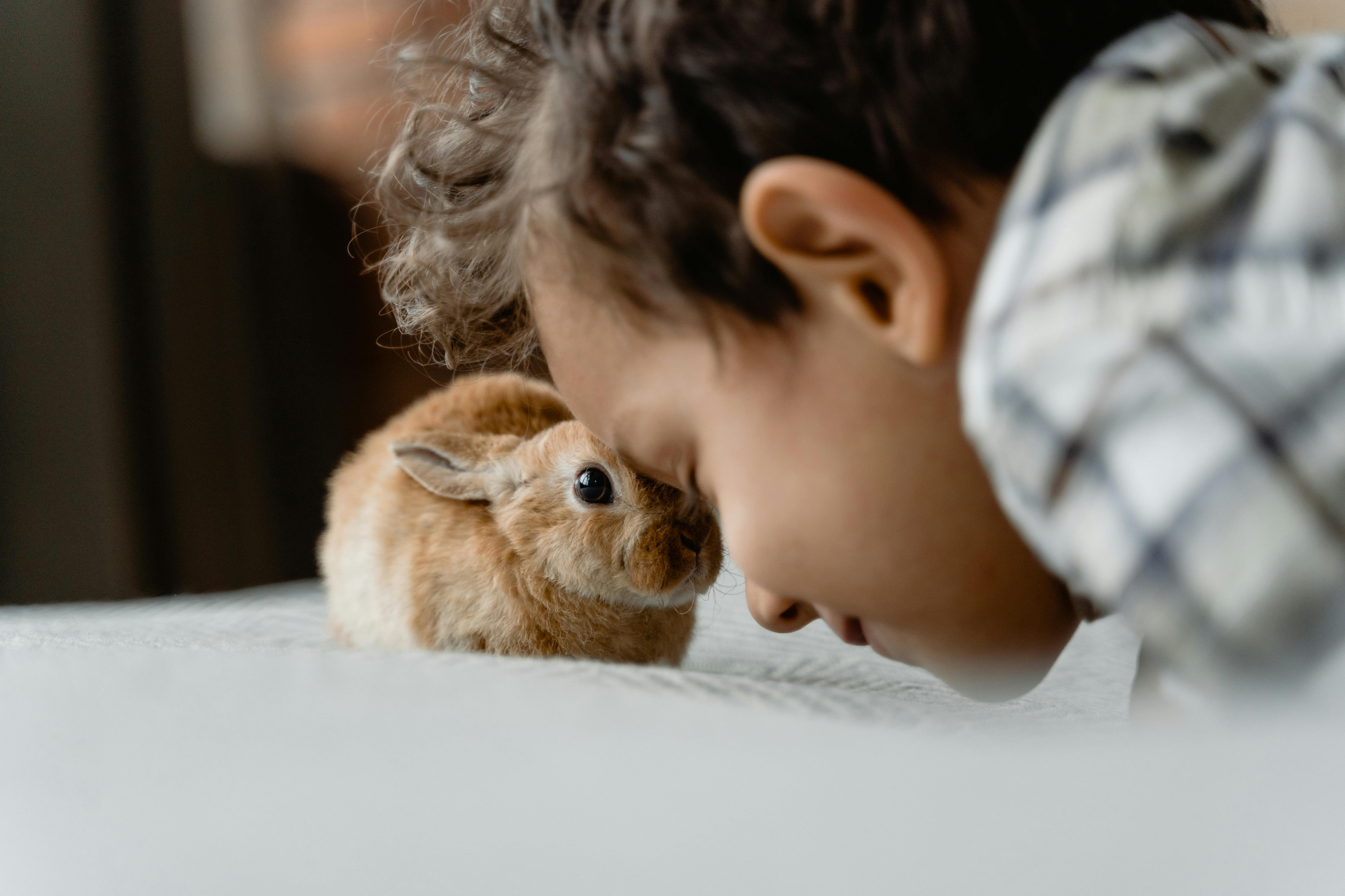 Indoor rabbit cages