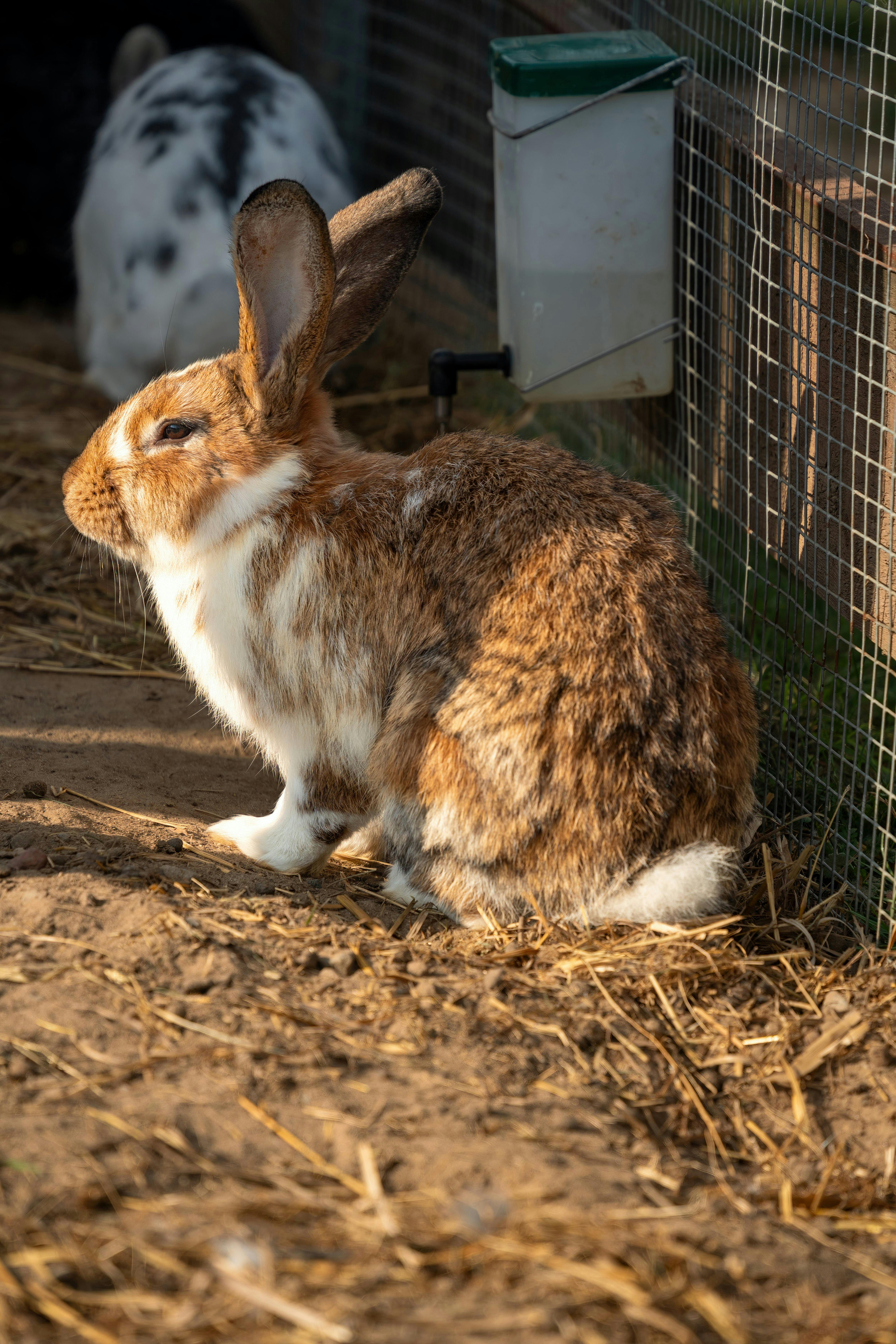 Large Rabbit Breeds