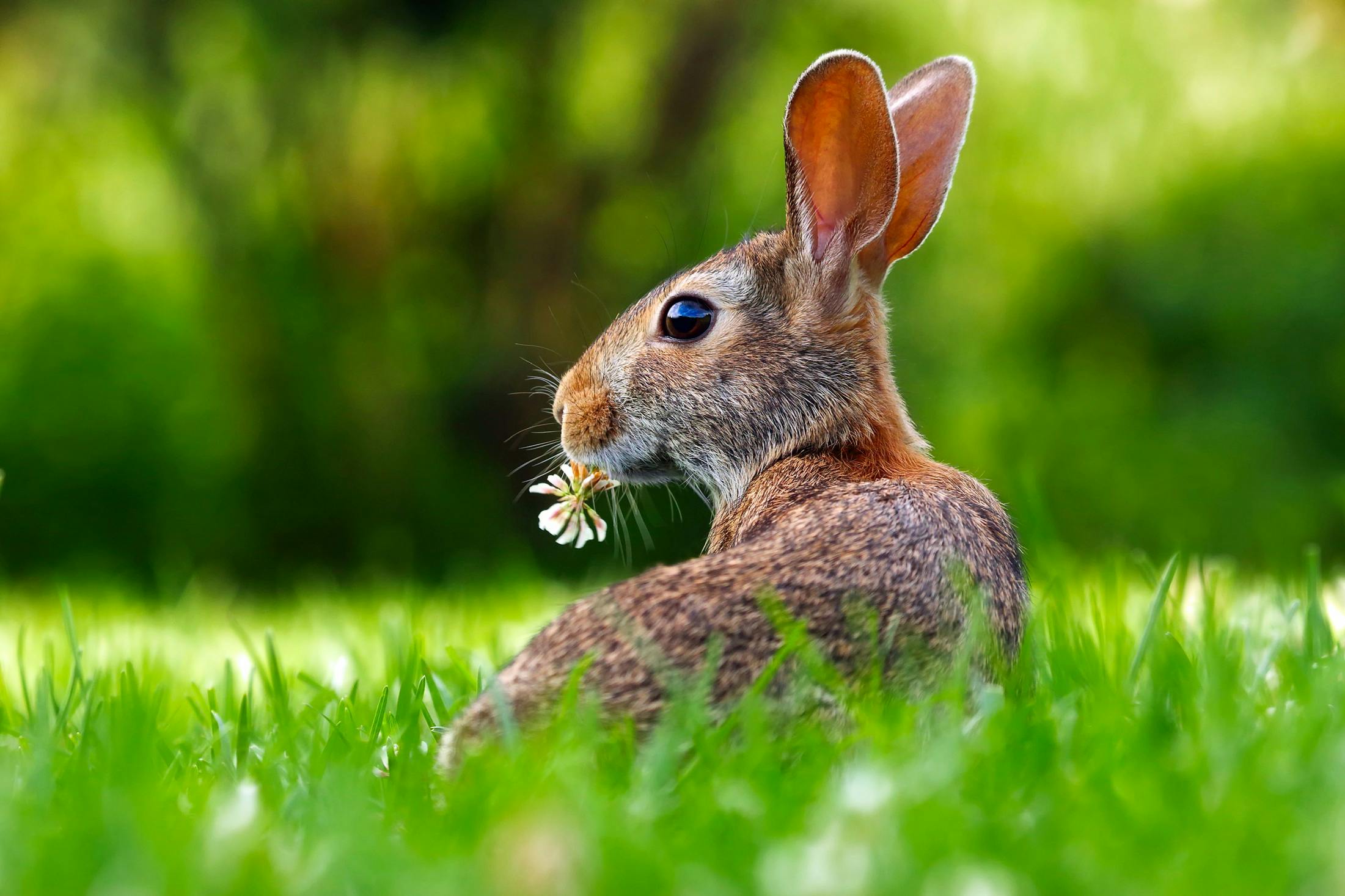 Netherland Dwarf Rabbit Lifespan