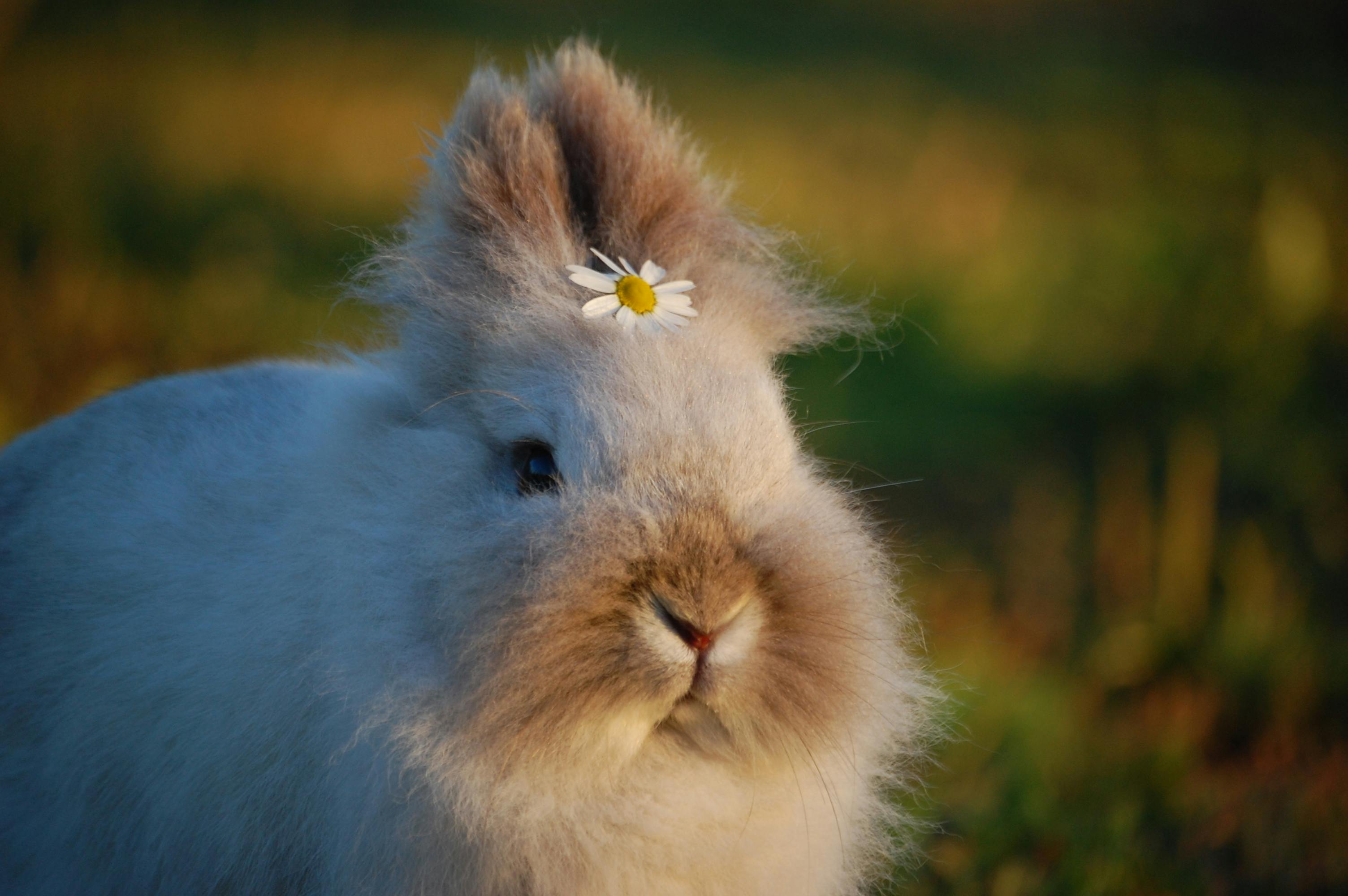 Caring for Netherland Dwarf Rabbits