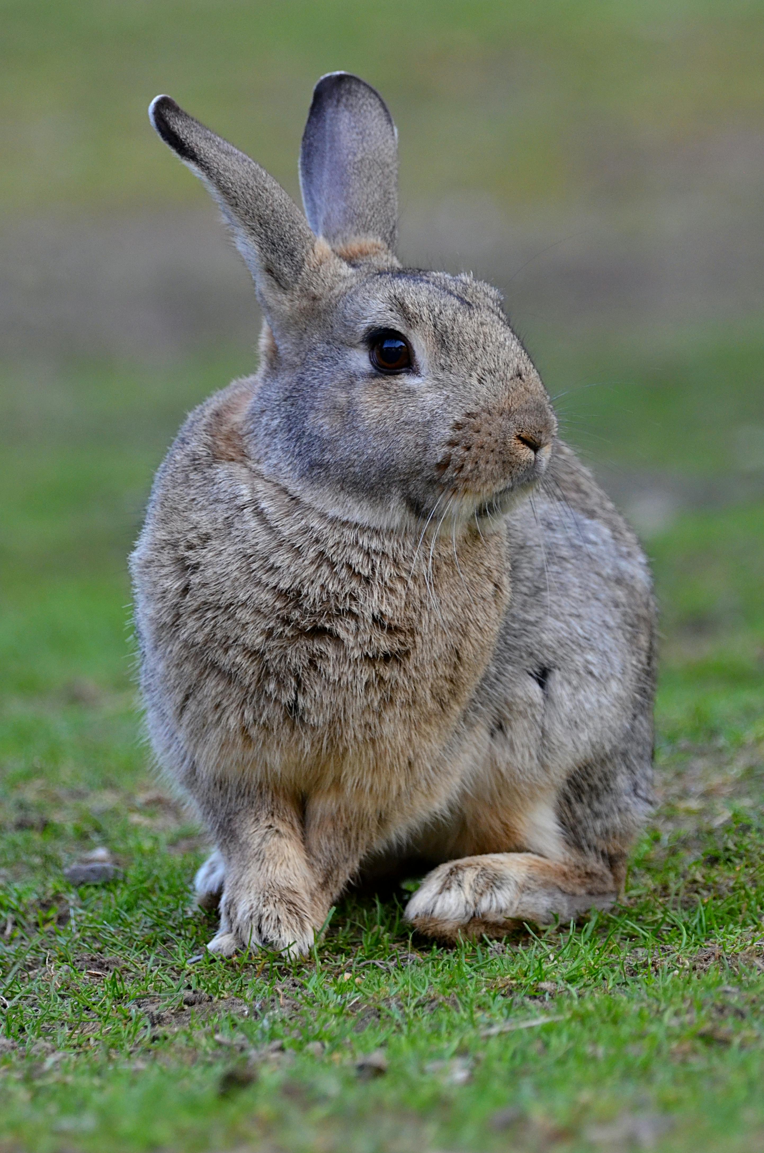 Rabbit habitat preservation efforts