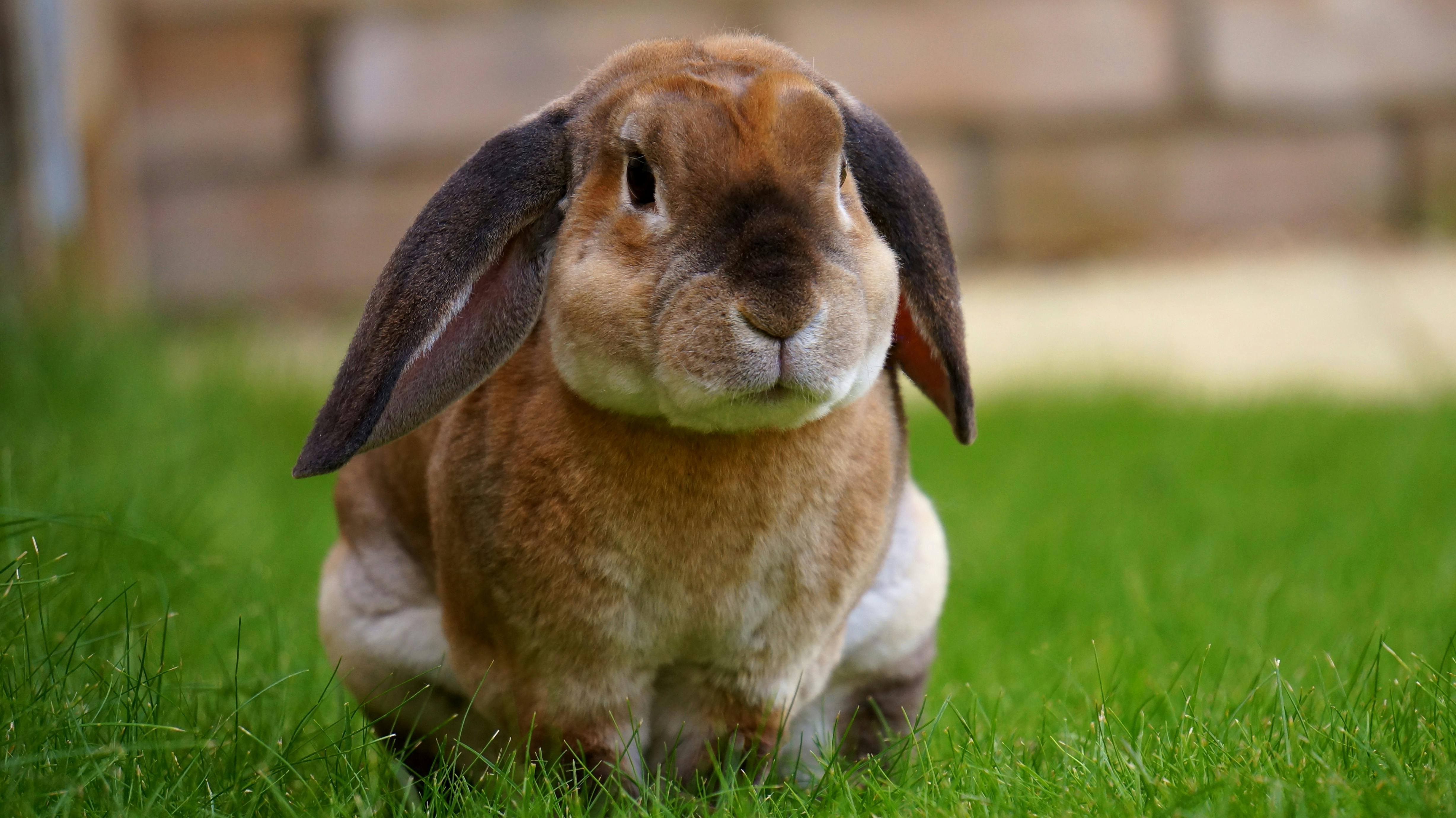 Rabbit Fence for Garden