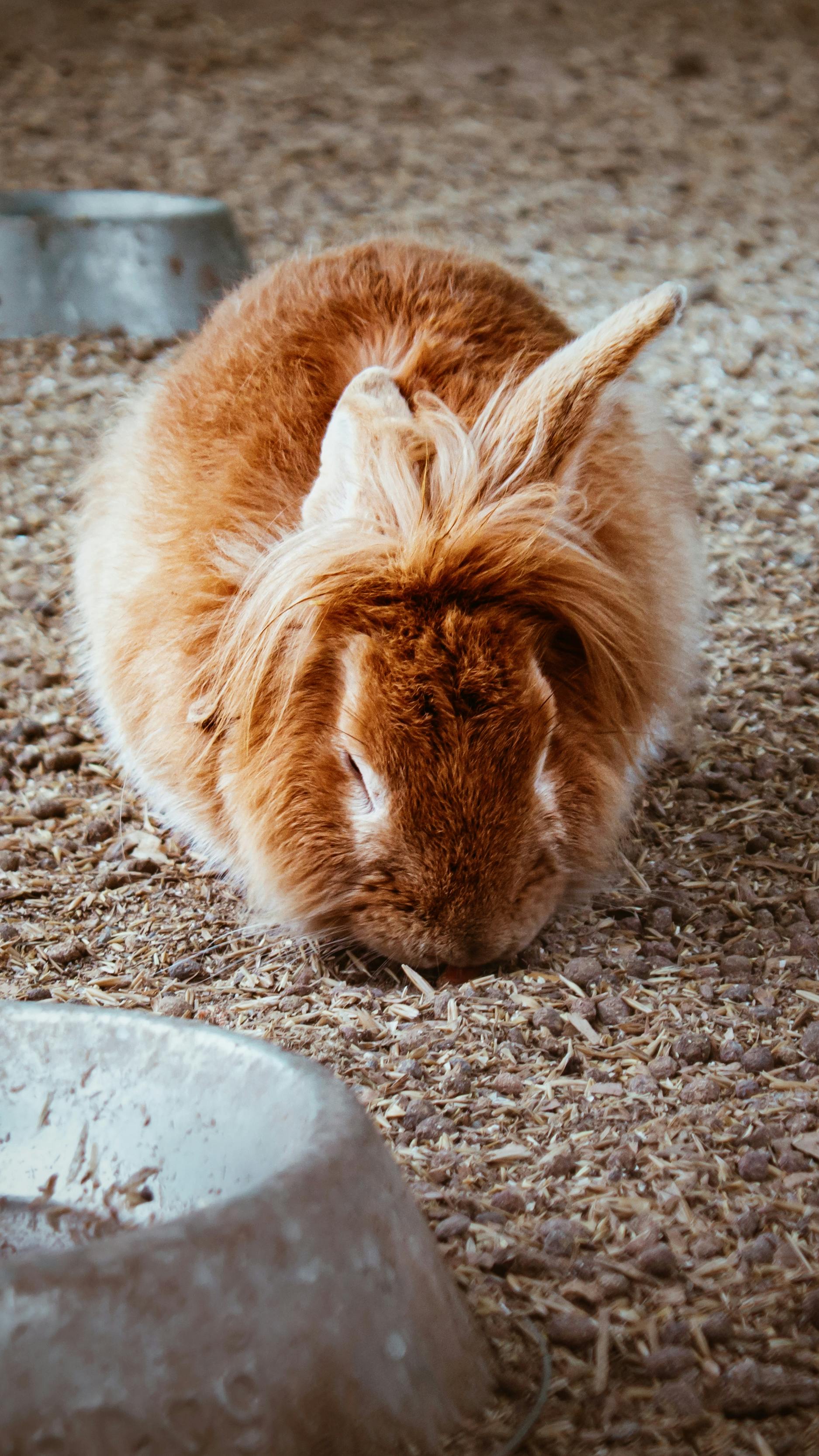 Roller rabbit bedding