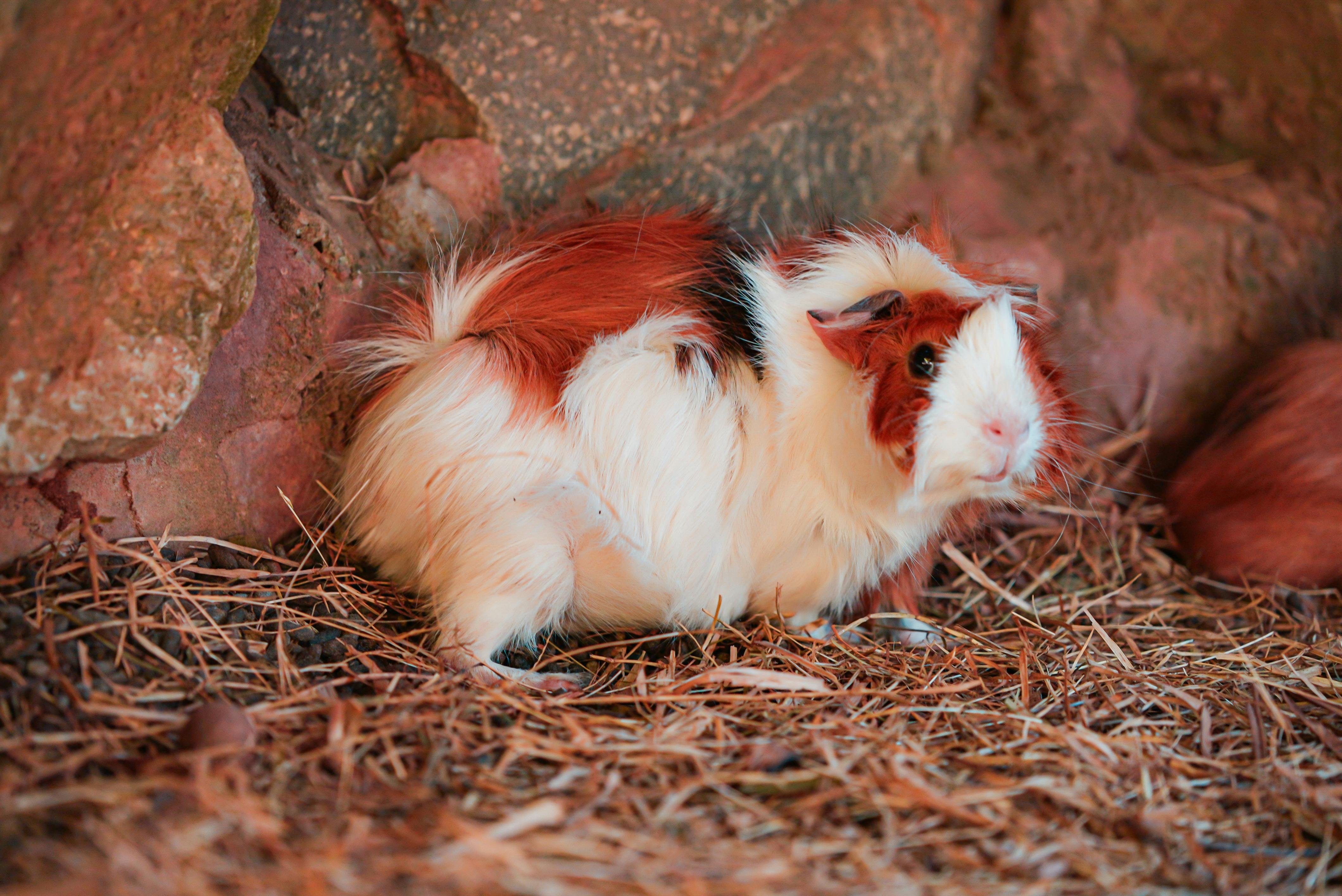 Roller rabbit bedding option