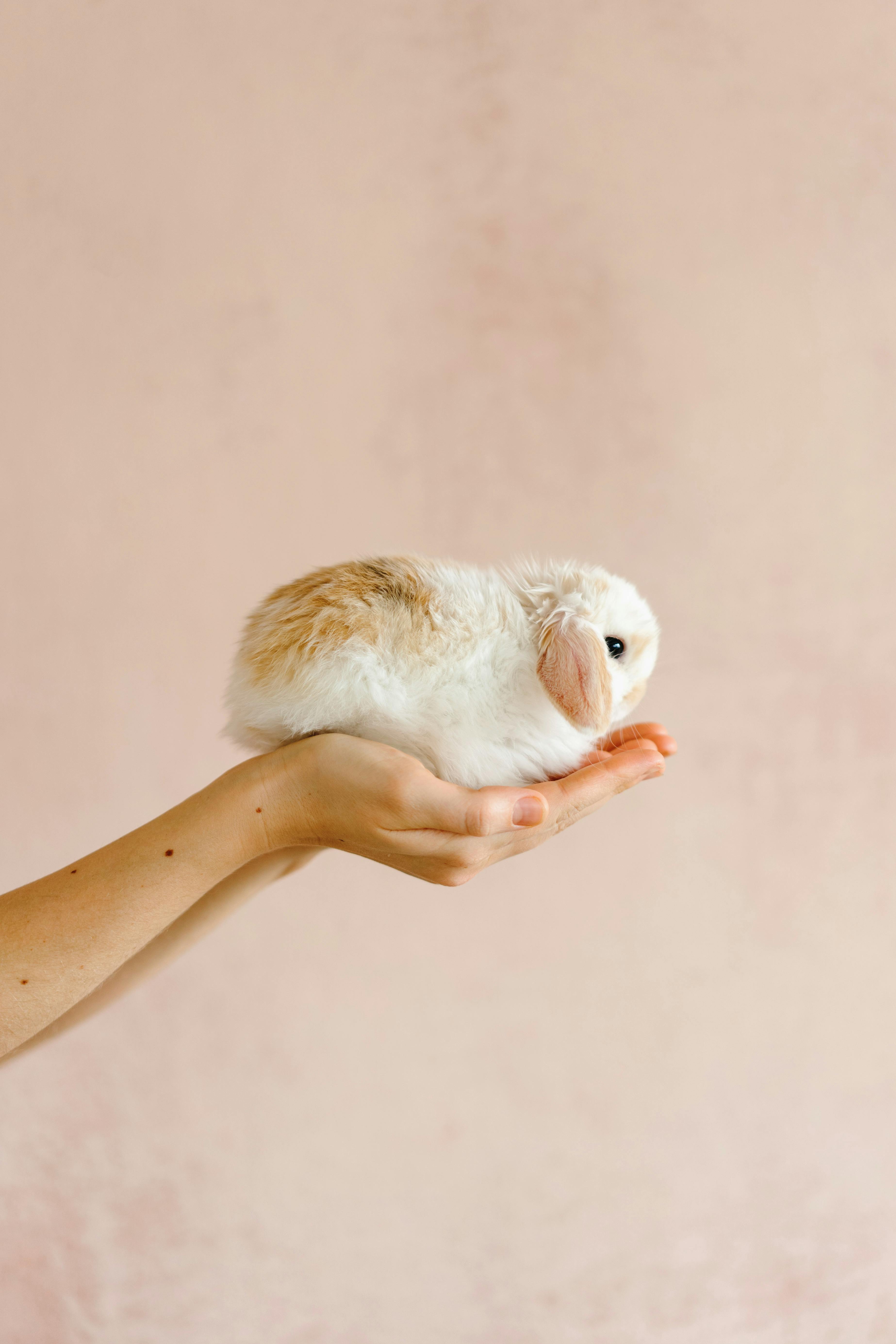 Small Rabbit Breeds