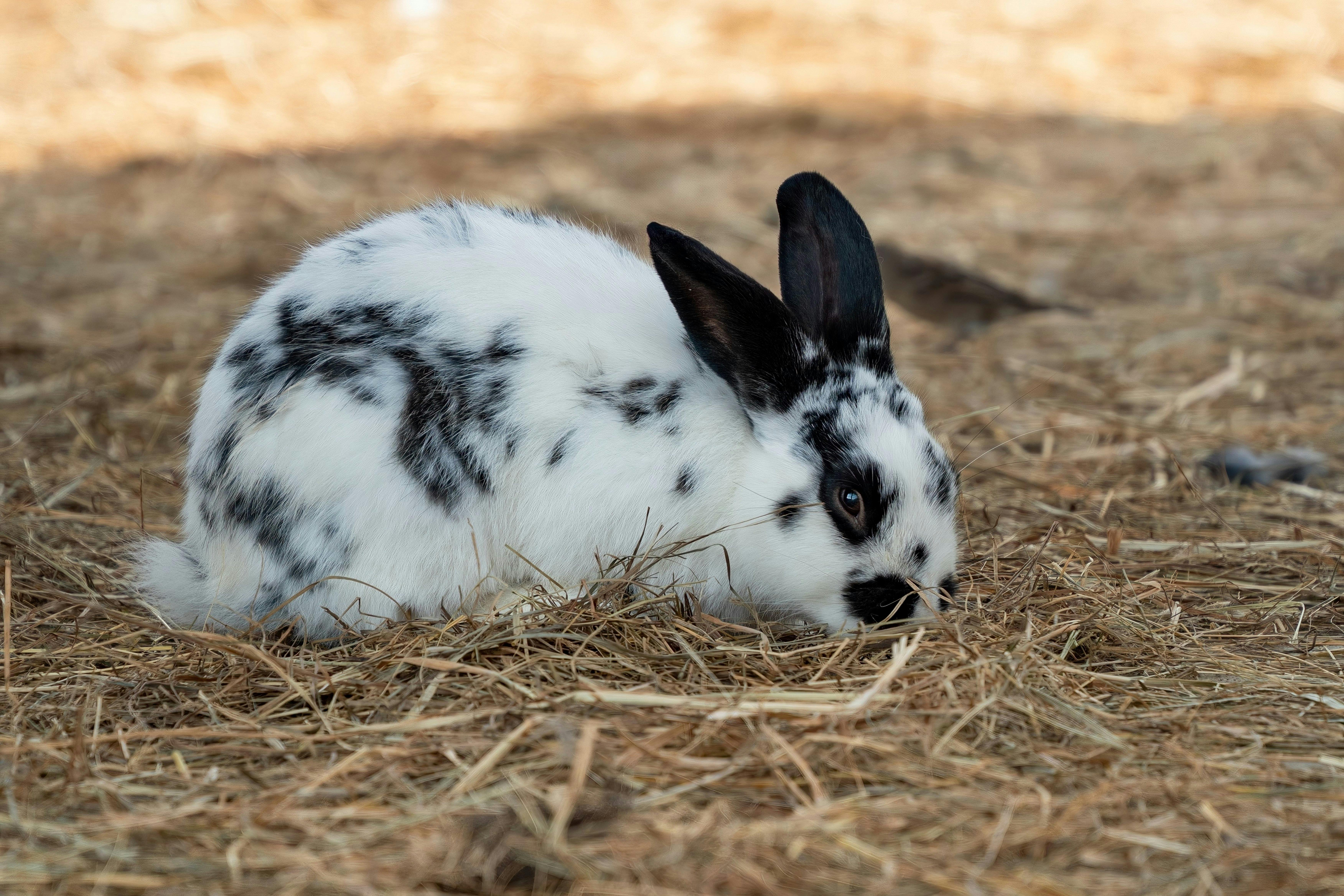 Small Rabbit Breeds